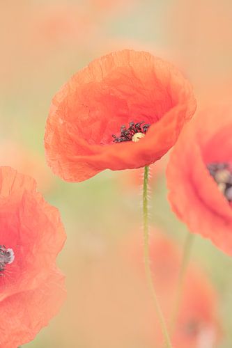 Poppie dansante sur Foto A de Jong