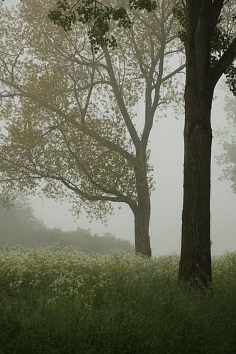 Bomen en fluitekruid