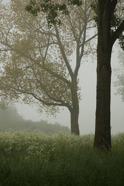 Trees and whirligigs by Moetwil en van Dijk - Fotografie