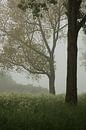 Trees and whirligigs by Moetwil en van Dijk - Fotografie thumbnail