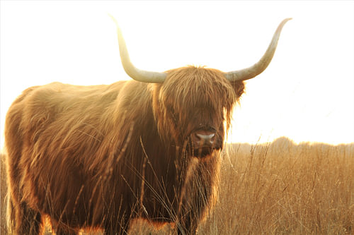 The Scottish highlander in all its glory
