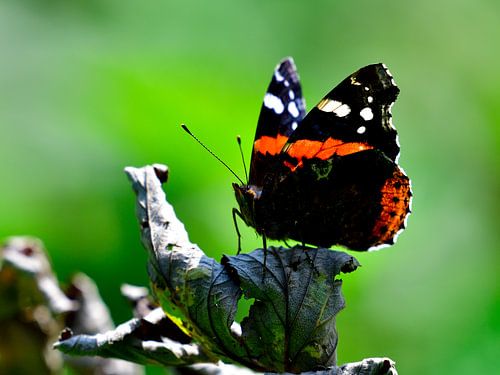 Atalanta vlinder