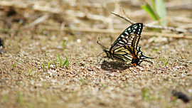 Elegant Asian Swallowtail on Sunlit Ground by Skye Studio