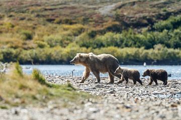 Grizzly beer en haar twee welpen van Menno Schaefer