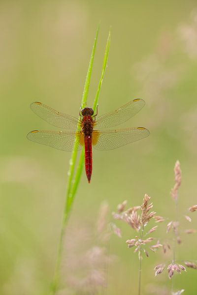 Vuurvlinder by Huub Hugens