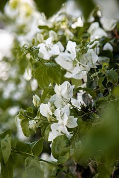 Grüner Zaun Blumen von Dani Teston