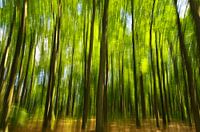arbres brillants