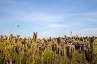 Champ de blé Nature Fleurs Paysage