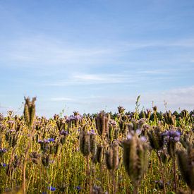 Weizenfeld Natur Blumen Landschaft von Marlies Laenen