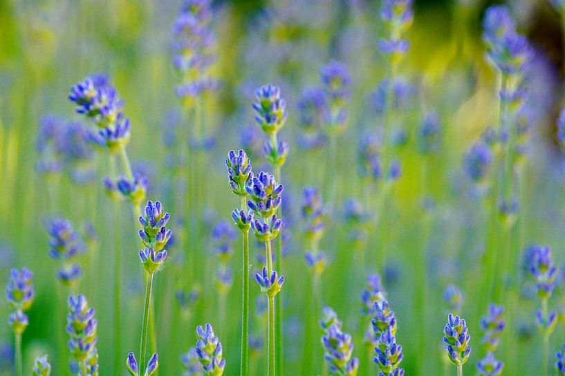 Lavande brumeuse par Niek Traas