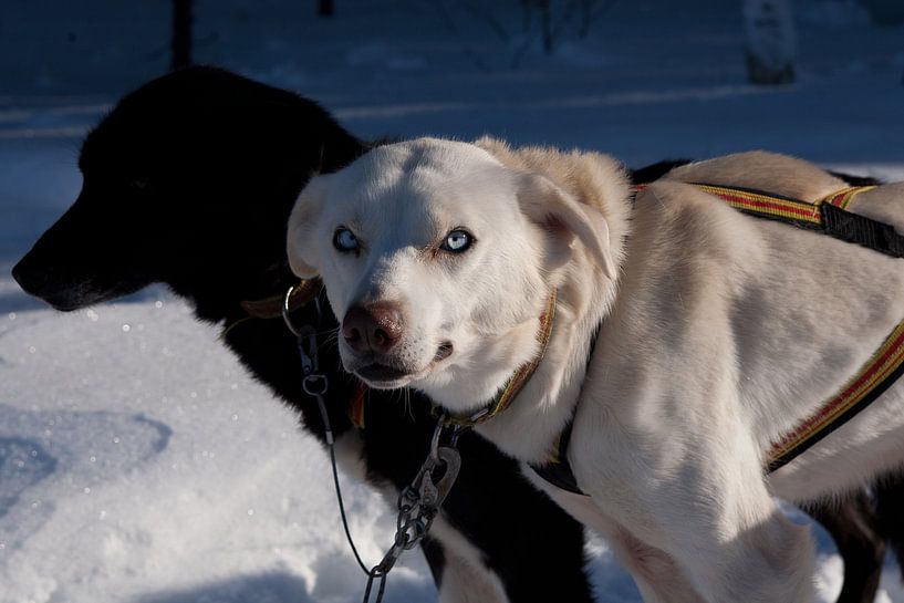 The Strong Gaze of Lapland Sled Dogs by Arthur van Iterson