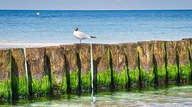 Buhne in Zingst aan de Oostzee met zeemeeuw van Martin Köbsch
