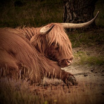 Scottish Highlander 2. Animals by Alie Ekkelenkamp