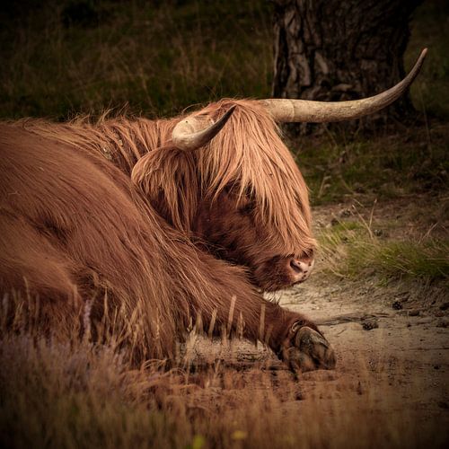 Schotse Hooglander 2. Dieren. Nieuw Landelijk