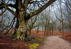 Waldlandschaft