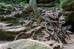 Baumwurzel in einer romantischen Schlucht