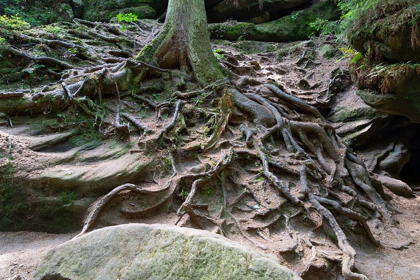 Baumwurzel in einer romantischen Schlucht von Heidemuellerin