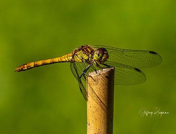 Macro by Jeffrey Riegman