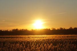 Sonnenuntergang Veluwe von philip egmond vanwaesberge