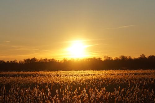 Sonnenuntergang Veluwe