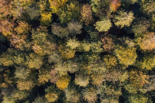 Luchtfoto van het bos in de herfst