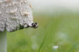 Die Locke des Tintenfischs von Astrid Brouwers