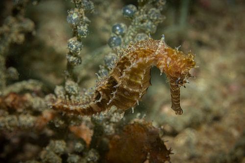 Seahorse @ Komodo, Indonesia