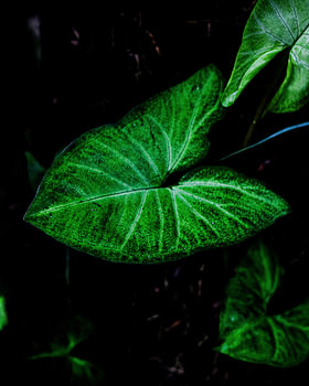 Monstera Pflanze