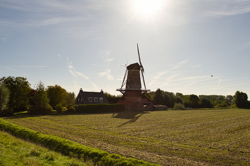 Molen De Korenhalm in de Ochtendzon – ’s-Gravenpolder