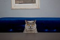 Getigerte Katze im Café De Pont, Amsterdam von Robert van Willigenburg Miniaturansicht