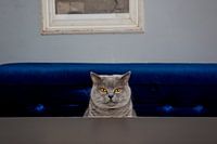 Tabby cat in café De Pont, Amsterdam