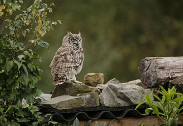 Owl, owl by Frank Smedts