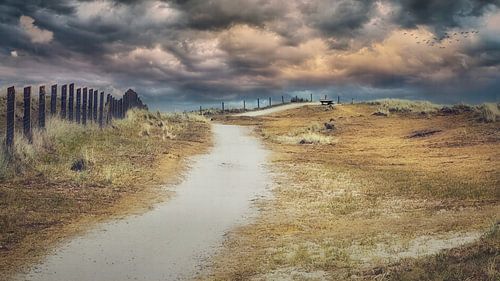 espace dunaire dans les dunes de Helders avec un banc au look vintage sur eric van der eijkj