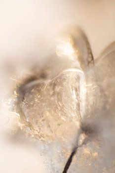 Hortensia gelé dans la lumière chaude du matin en hiver