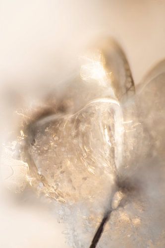 Gefrorene Hortensie im warmen Morgenlicht im Winter