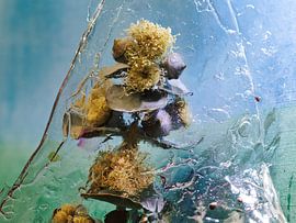 Autumn foliage behind crumpled glass by Machiel Zwarts