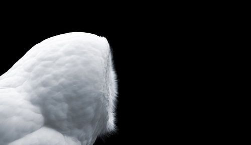 Een witte uil ( Foto 1/3)