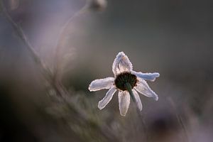 moody daisy by Tania Perneel