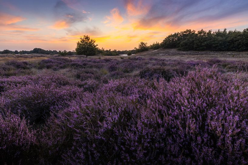 Zonsondergang boven bloeiende heide van Zwoele Plaatjes