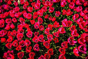 Champ de tulipes