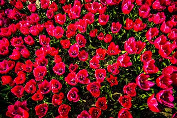 Field full of tulips by Lisette van Leeuwen