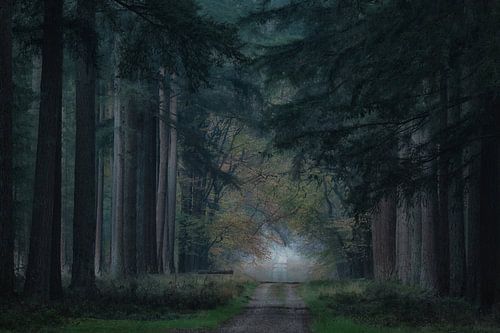 Boslaan Paleispark Het Loo