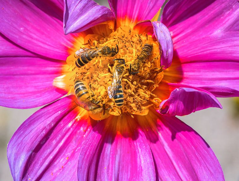 Wild bees on a pink dahlia flower by ManfredFotos