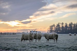 schapen op een koude ochtend van Tania Perneel