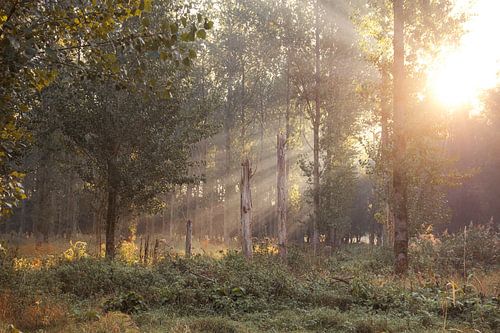 Zonnestralen in het Leeuwarder bos