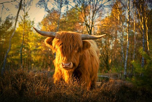 Schotse Hooglander in het gouden licht.