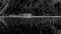 Biesbosch-Biber