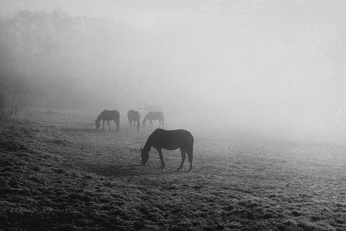 Paarden in de ochtendmist