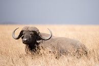 Buffel ligt in het gras van Tom van de Water thumbnail