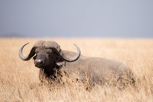 Buffalo lies in the grass by Tom van de Water